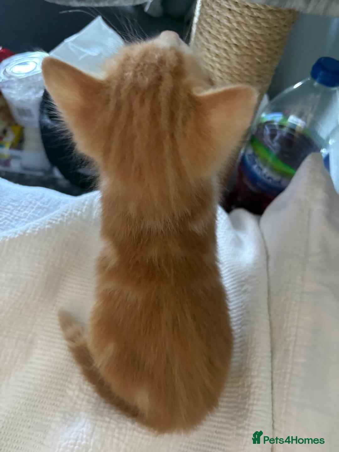 Mixed Breed cats for sale: Two male ginger kittens - Image 6