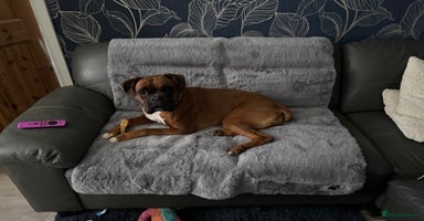 Boxer dogs - Advert 2
