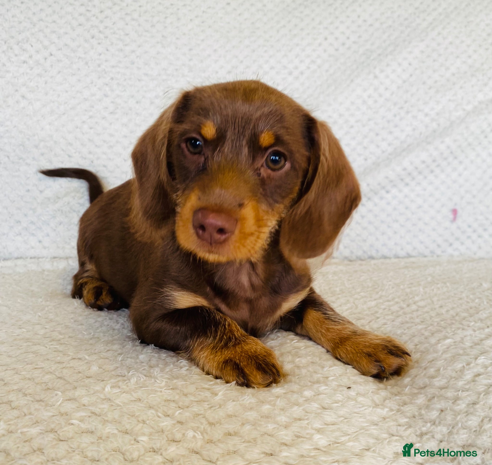 Miniature Dachshund dogs Miniture Dachshund Pups - Advert 7