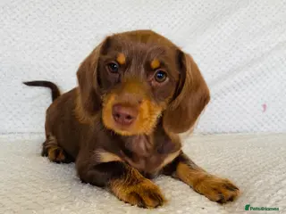 Miniature Dachshund dogs Miniture Dachshund Pups - Advert 1