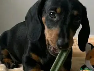 Miniature Dachshund dogs Beautiful Dachshund Puppies (Females) - Advert 4