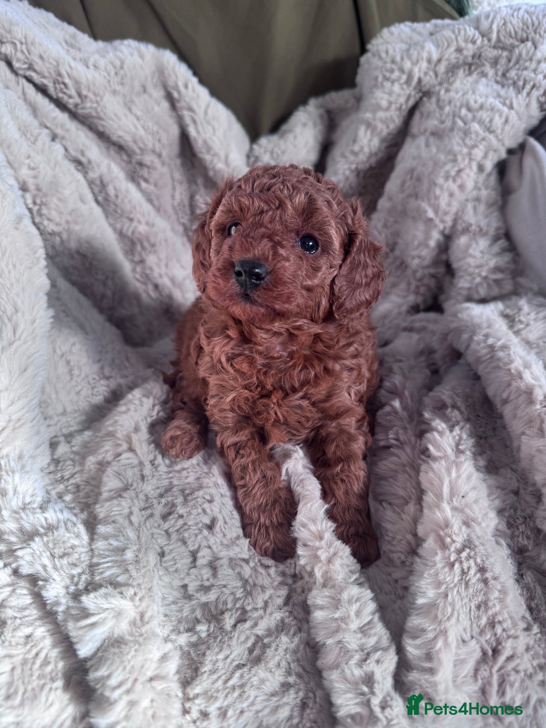 Toy Poodle dogs for sale: Mini KC red toy poodle  - Advert 4