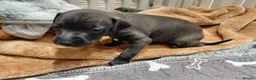 Italian Greyhound dogs for sale: 🐾 Italian Greyhound Puppies for Sale 🐾 - Advert 16