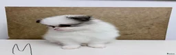 Pomeranian dogs for sale: Pomeranian Puppies – Home Raised With Mum & Dad - Advert 7