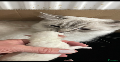 Ragdoll cats - Advert 11