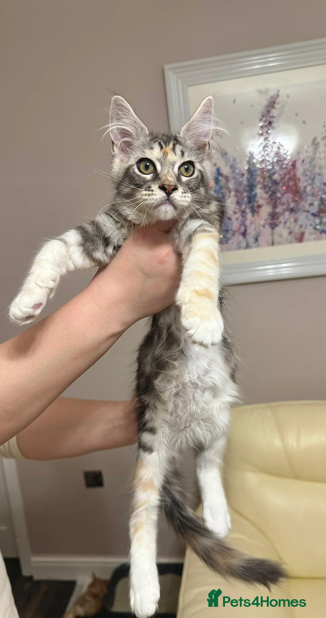 Maine Coon cats for sale: MaineCoonKitten🏆20+gen🧬Outstadning Full Pedigree - Advert 11