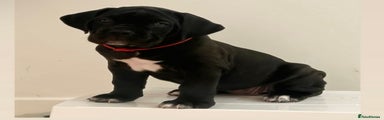Cane Corso Puppy Red 