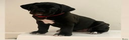 Cane Corso dogs for sale: Yuki X Aries Russian Champ Bloodline Puppies - Advert 11