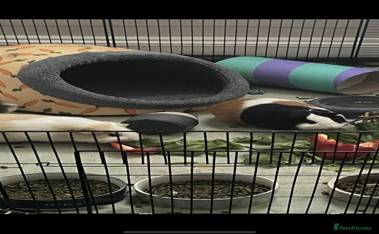 Guinea Pig rodents - Advert 2