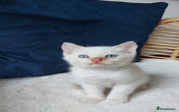 Siamese cats for sale: Ready to Leave Flame Point Siamese Kittens - Image 12
