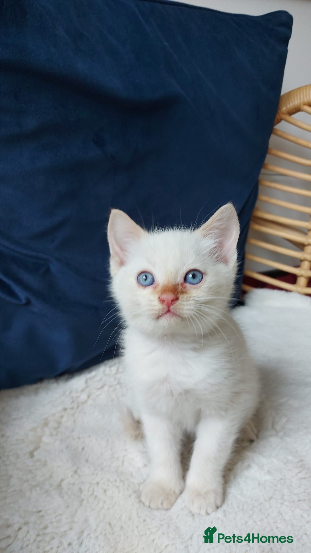 Siamese cats for sale: Ready to Leave Flame Point Siamese Kittens - Image 12