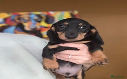 Miniature Dachshund dogs for sale: 🩷Stunning KC Mini Dachshund Puppies READY NOW  - Image 7