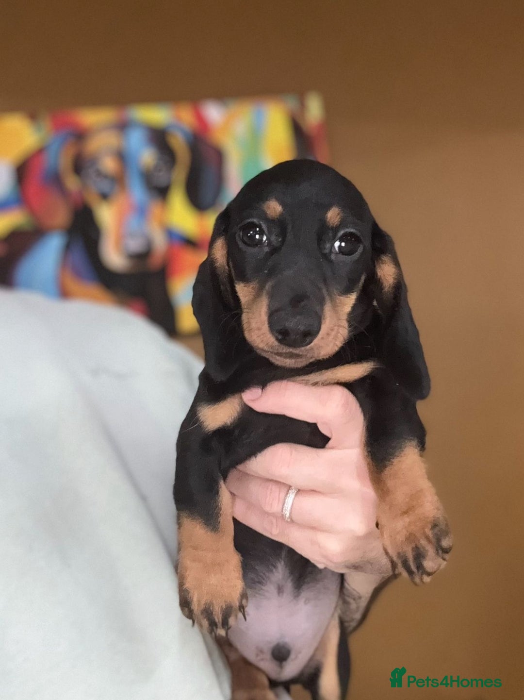Miniature Dachshund dogs for sale: 🩷Stunning KC Mini Dachshund Puppies READY NOW  - Image 7