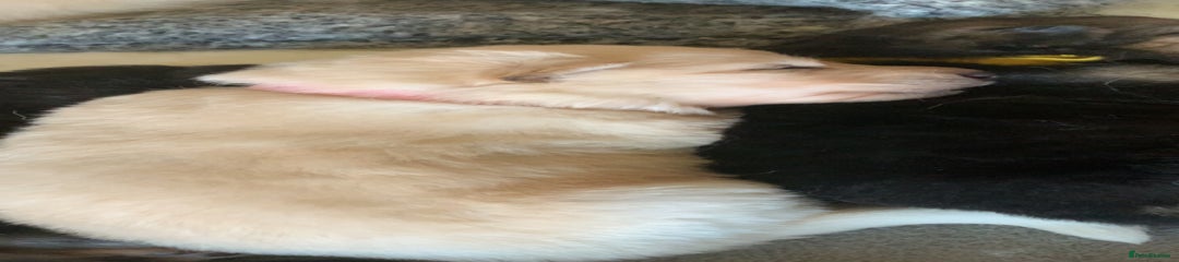 German Shepherd Puppy 6