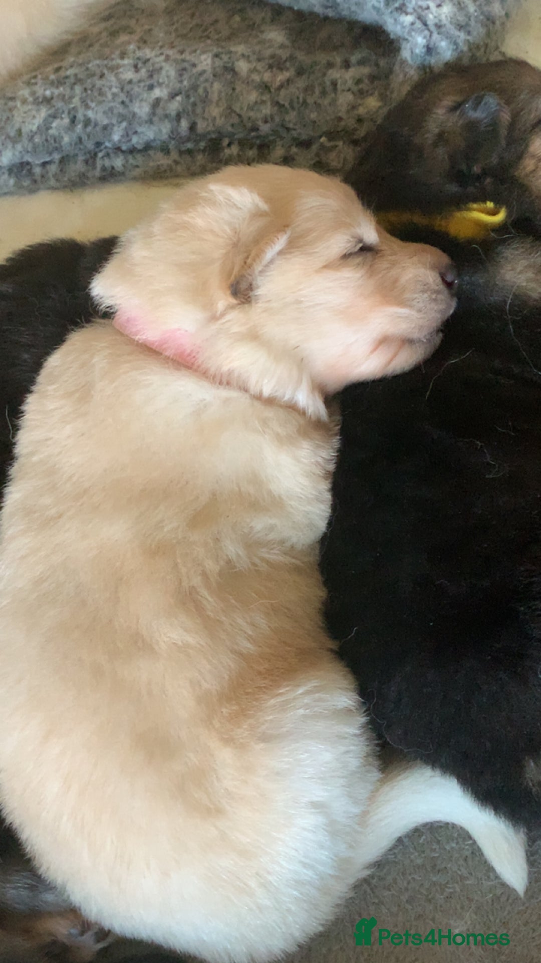 German Shepherd dogs for sale: Stunning litter of German shepherds  - Image 14