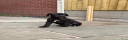 Cane Corso dogs for sale: Exceptional 88% Cane Corso / 12% Malinois Puppies in Preston - Advert 15