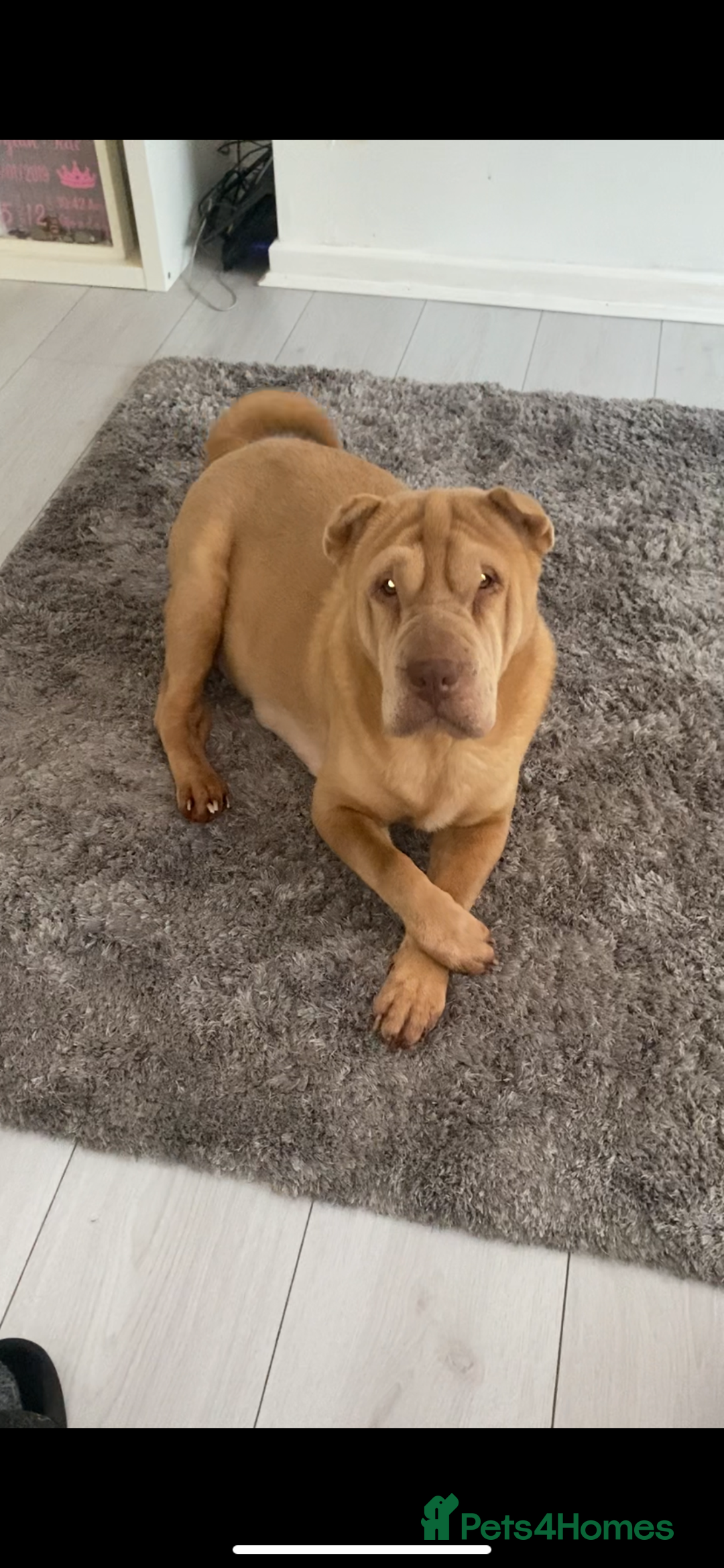 Shar Pei dogs for sale: Adorable Sharpei puppies for sale! - Advert 7