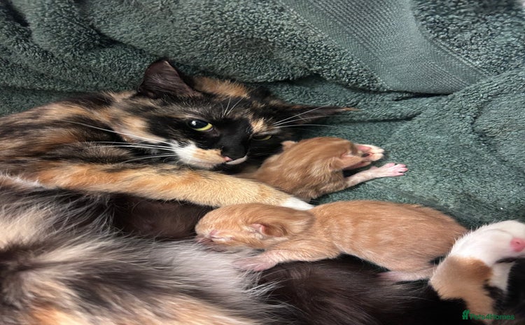 British Shorthair cats - Advert 1