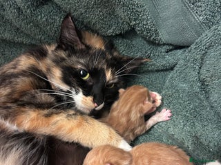 British Shorthair cats for sale - Advert 1