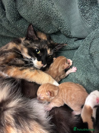 British Shorthair cats - Advert 1