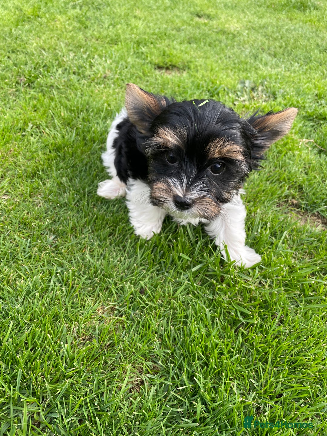 Yorkshire Terrier dogs for sale: York puppies for sale - Image 23