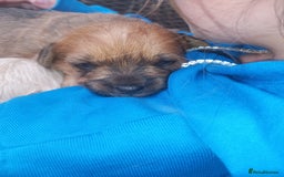 Mixed Breed dogs for sale: 🐶 Cockapoo X Boy ✨️ Ready To Leave ✨️ - Image 4