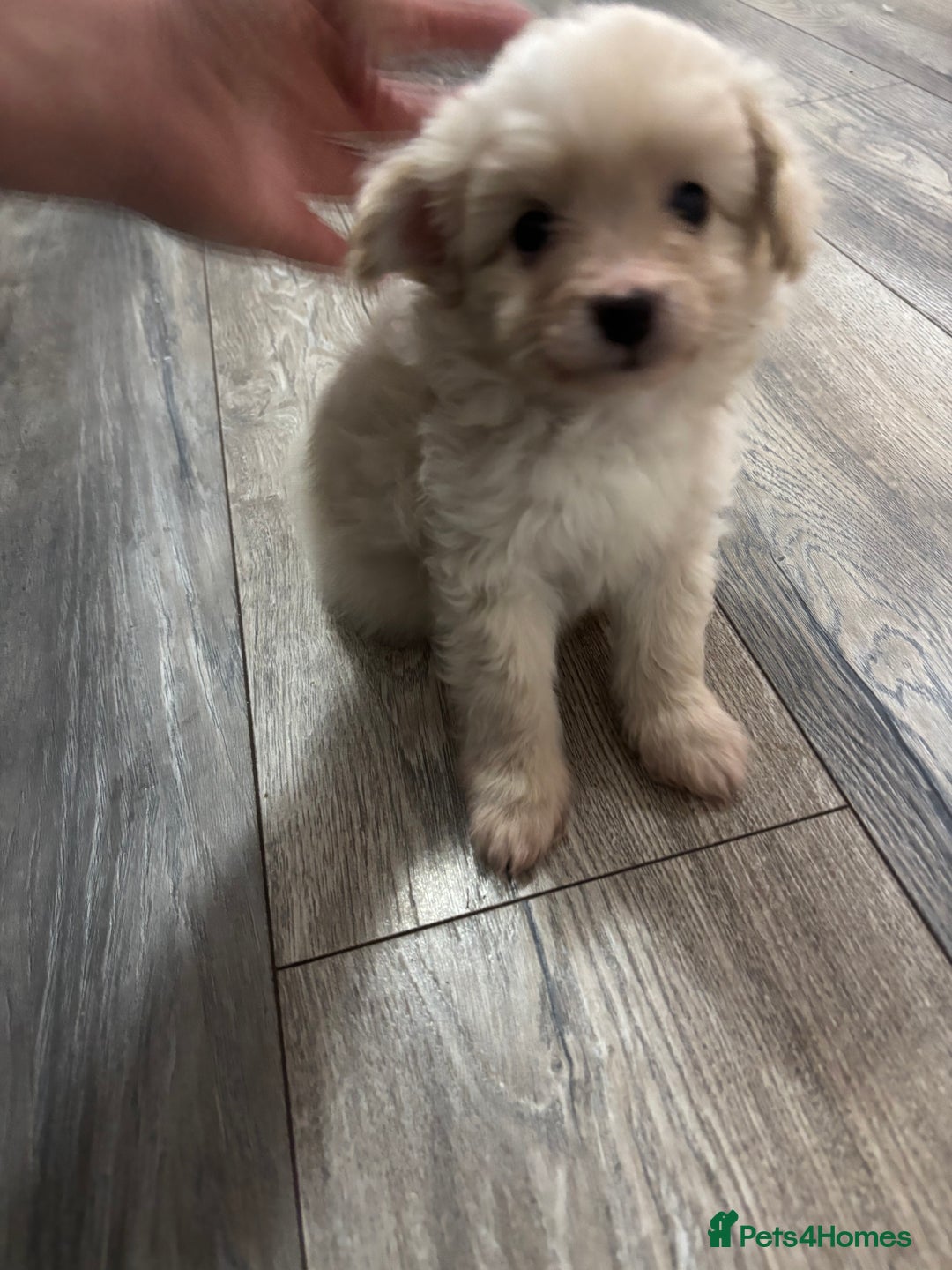 Toy Poodle dogs for stud: POSHLICIOUS'S POSH CRÈME aka Loui - Advert 9