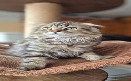 Scottish Fold cats for sale: 2 boys left! TICA registered Scottish Fold - Image 34