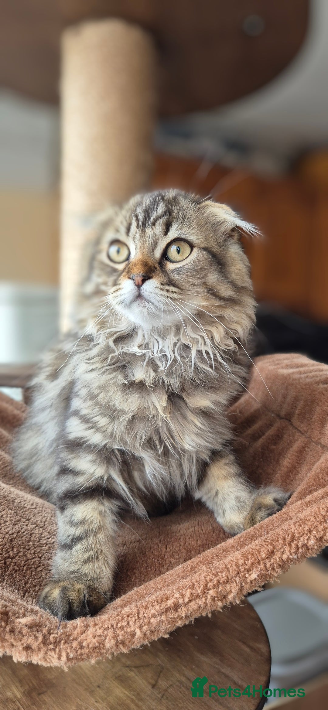 Scottish Fold cats for sale: 2 boys left! TICA registered Scottish Fold - Image 34