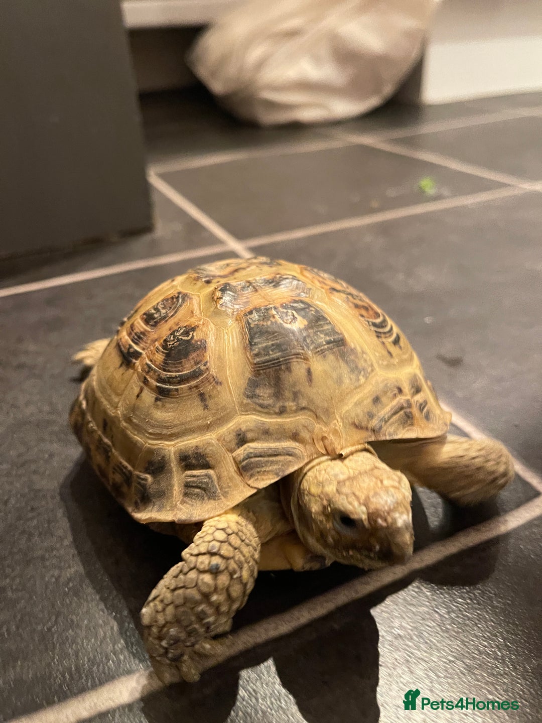 Tortoise reptiles for sale: Horsefield male tortoise  - Advert 5