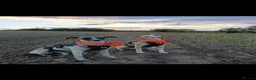 Whippet dogs for sale: Stunning KC Whippet Puppies  in Richmond - Advert 2