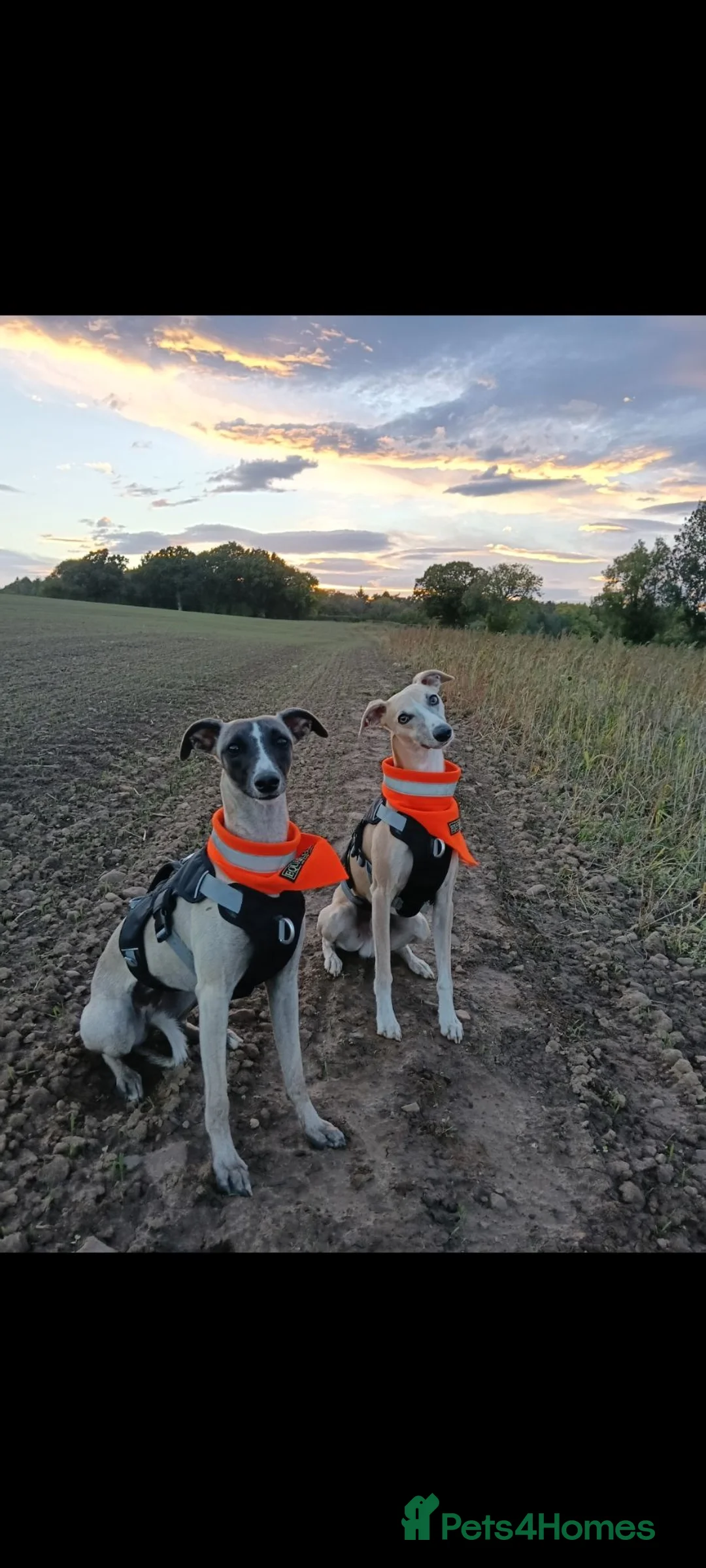 Whippet dogs for sale: Stunning KC Whippet Puppies  in Richmond - Advert 2