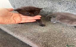 Ragdoll cats for sale: Cross ragdoll and british blue - Image 5