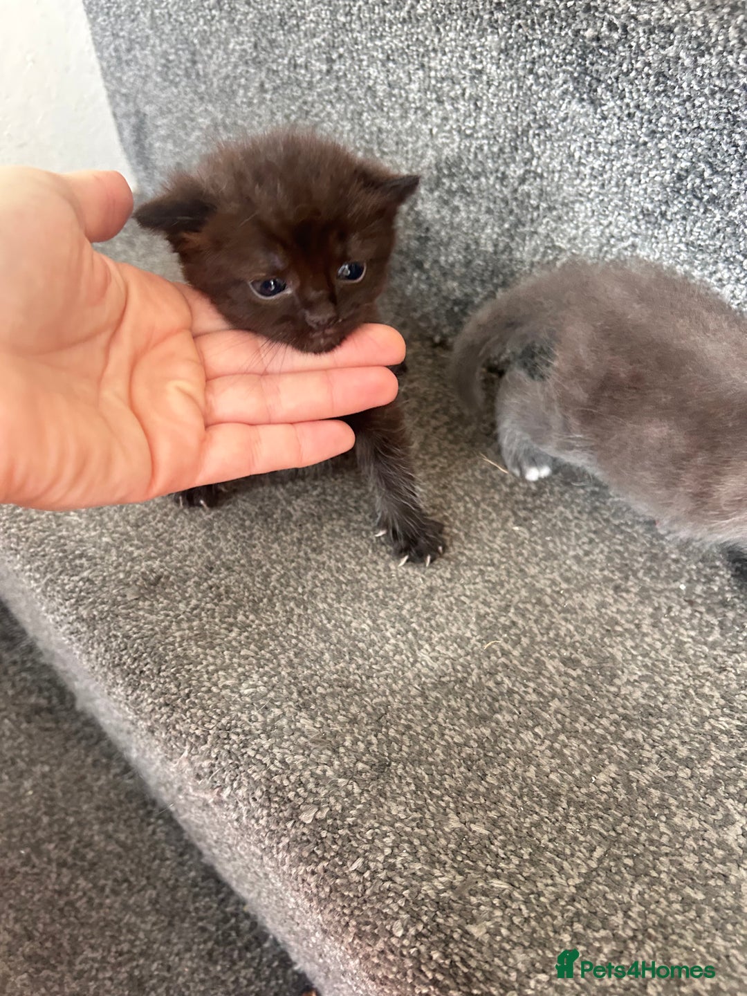 Ragdoll cats for sale: Cross ragdoll and british blue - Image 5