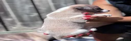 Whippet dogs for sale: Beautiful chunky KC blue fawn brindle whippet pups in Market Harborough - Advert 31