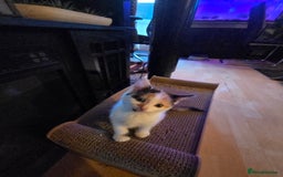 Mixed Breed cats for sale: Female kitten - Image 3
