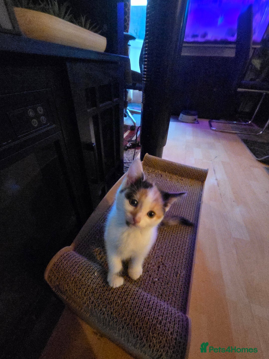 Mixed Breed cats for sale: Female kitten - Image 3