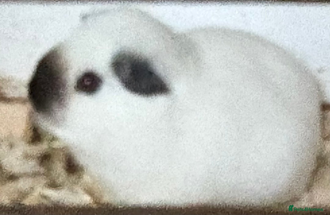 Guinea Pig rodents for sale: Guinea pigs  - Image 7