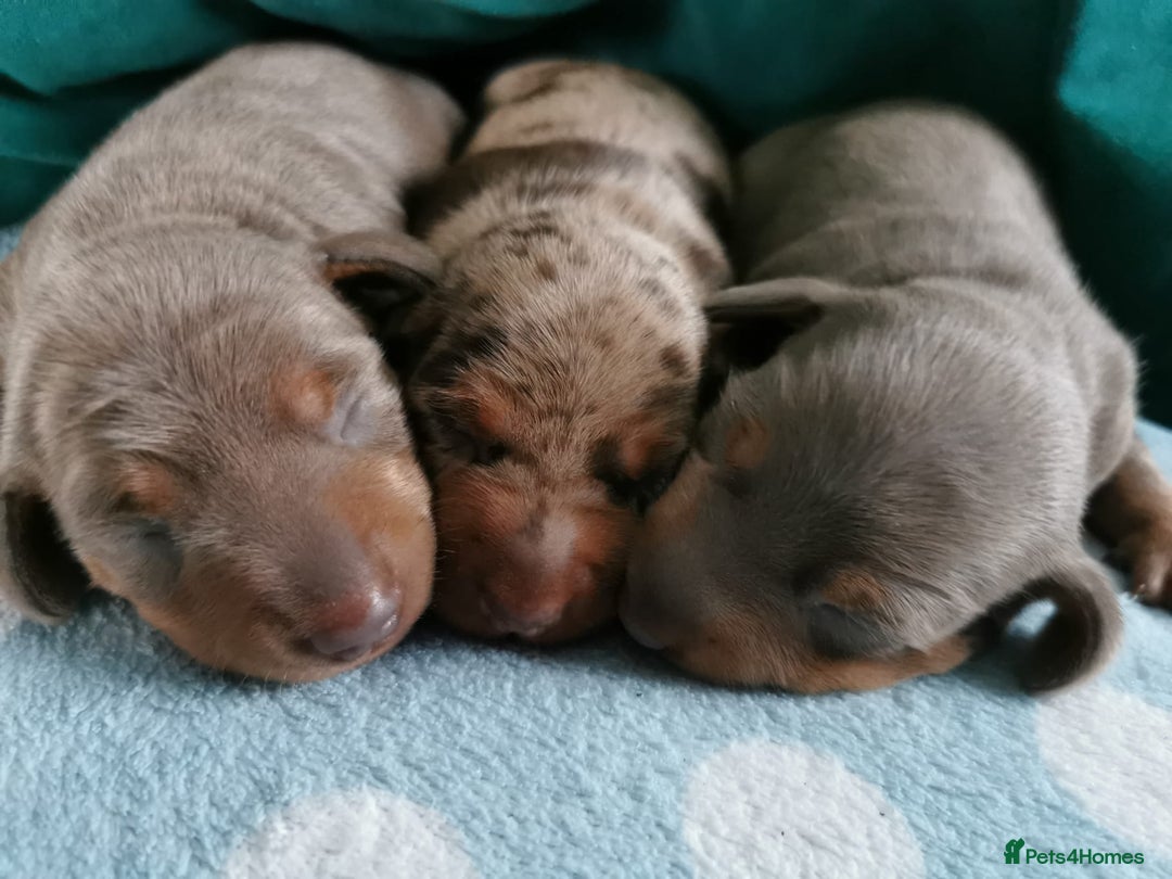 Miniature Dachshund dogs for sale: Three Musketeers Miniature Dachshund - Image 6