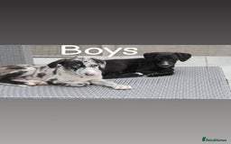 Lurcher dogs for sale: ⭐️beautiful lurcher puppy’s  - Image 15