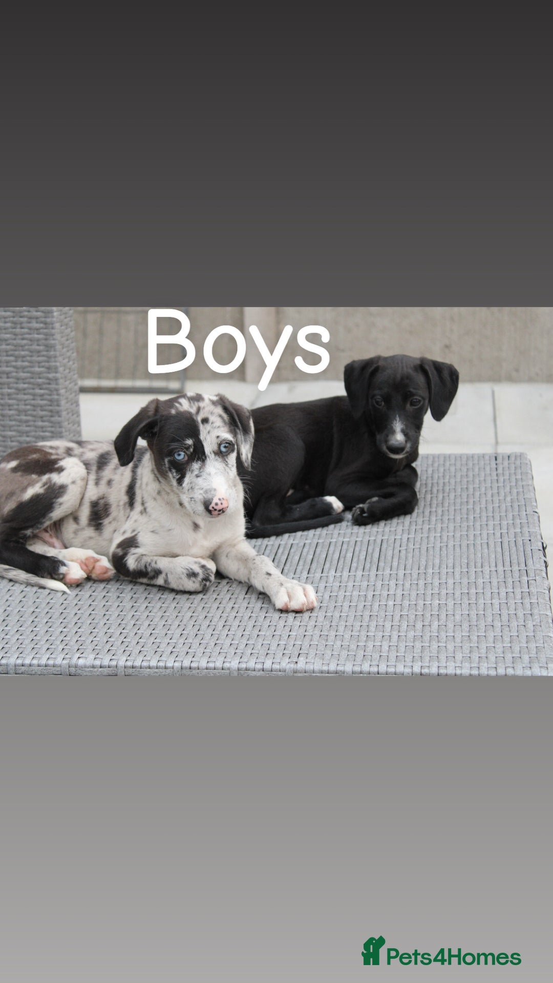 Lurcher dogs for sale: ⭐️beautiful lurcher puppy’s  - Image 15