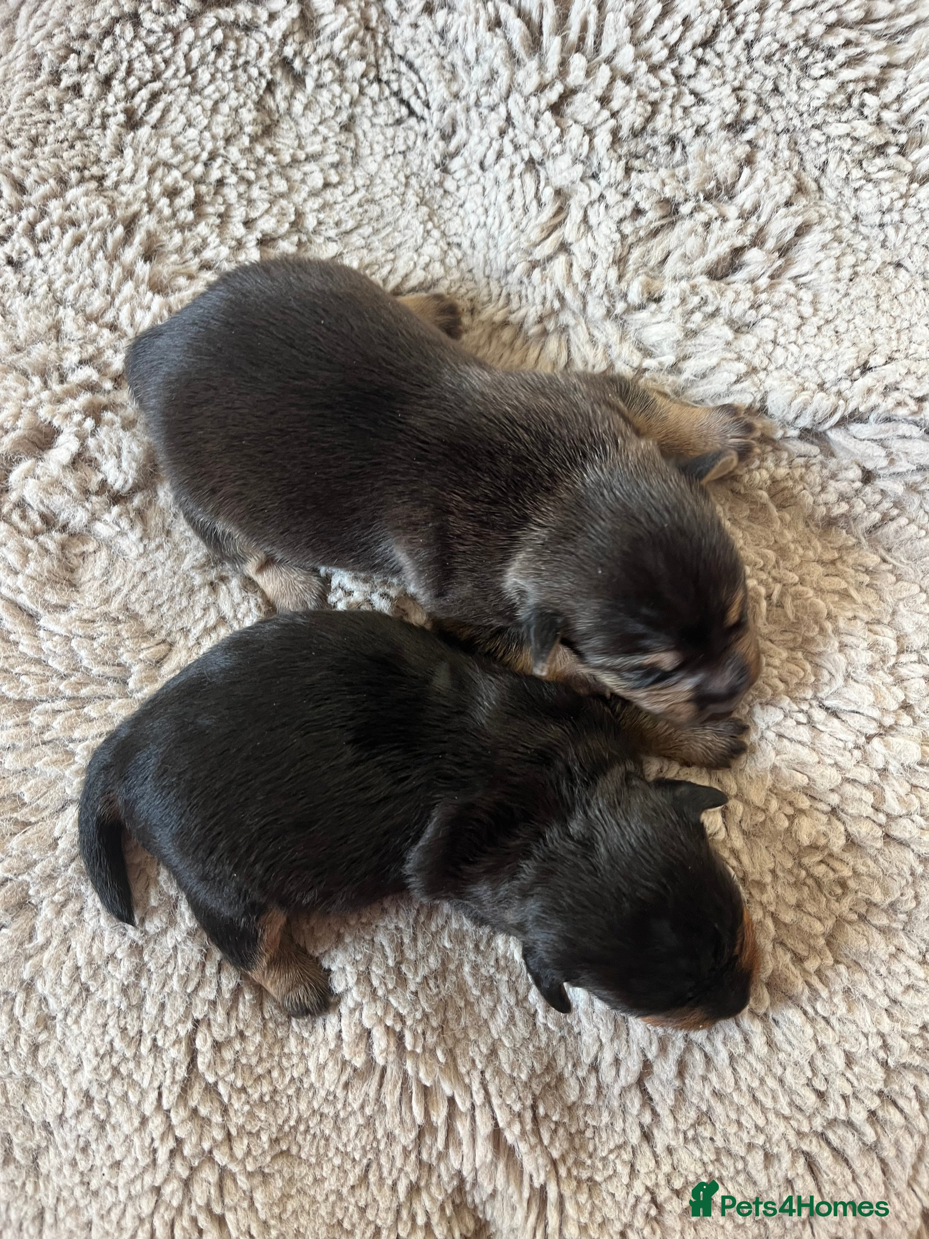 Jack Russell dogs Jack Russel puppies - Advert 1