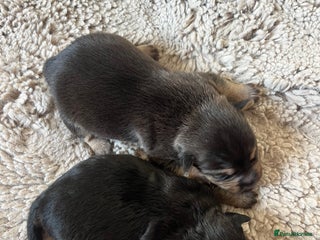 Jack Russell dogs Jack Russel puppies - Advert 2