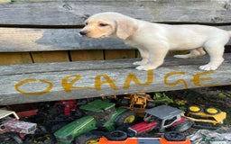 Labrador Retriever dogs for sale: Lovely Labrador pups - Image 24