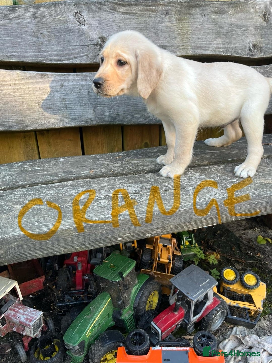 Labrador Retriever dogs for sale: Lovely Labrador pups - Image 24