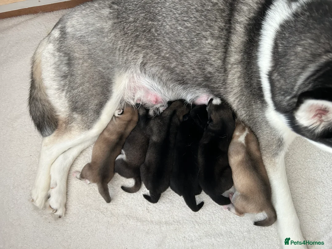 Siberian Husky dogs for sale: Gorgeous Siberian husky puppies - Advert 14