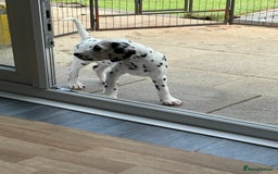 Dalmatian dogs for sale: One gorgeous KC registered Dalmatian puppy - Image 10