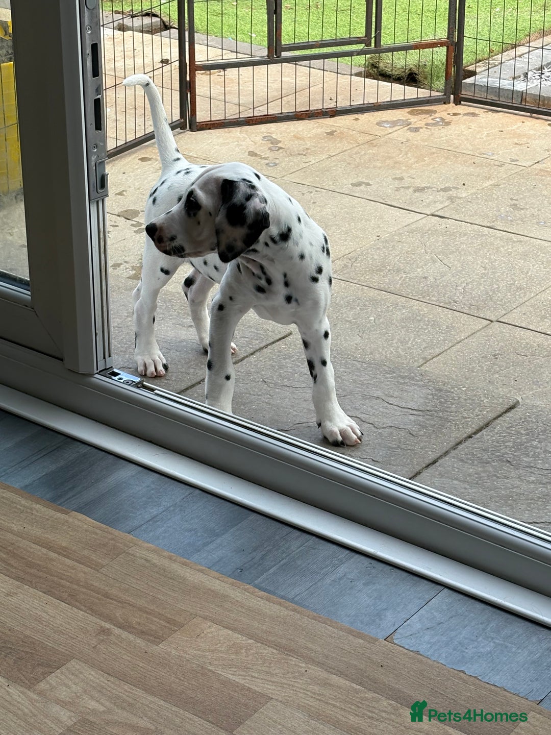 Dalmatian dogs for sale: One gorgeous KC registered Dalmatian puppy - Image 10