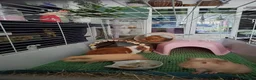 Guinea Pig rodents for sale: 3 female piggies - Advert 2