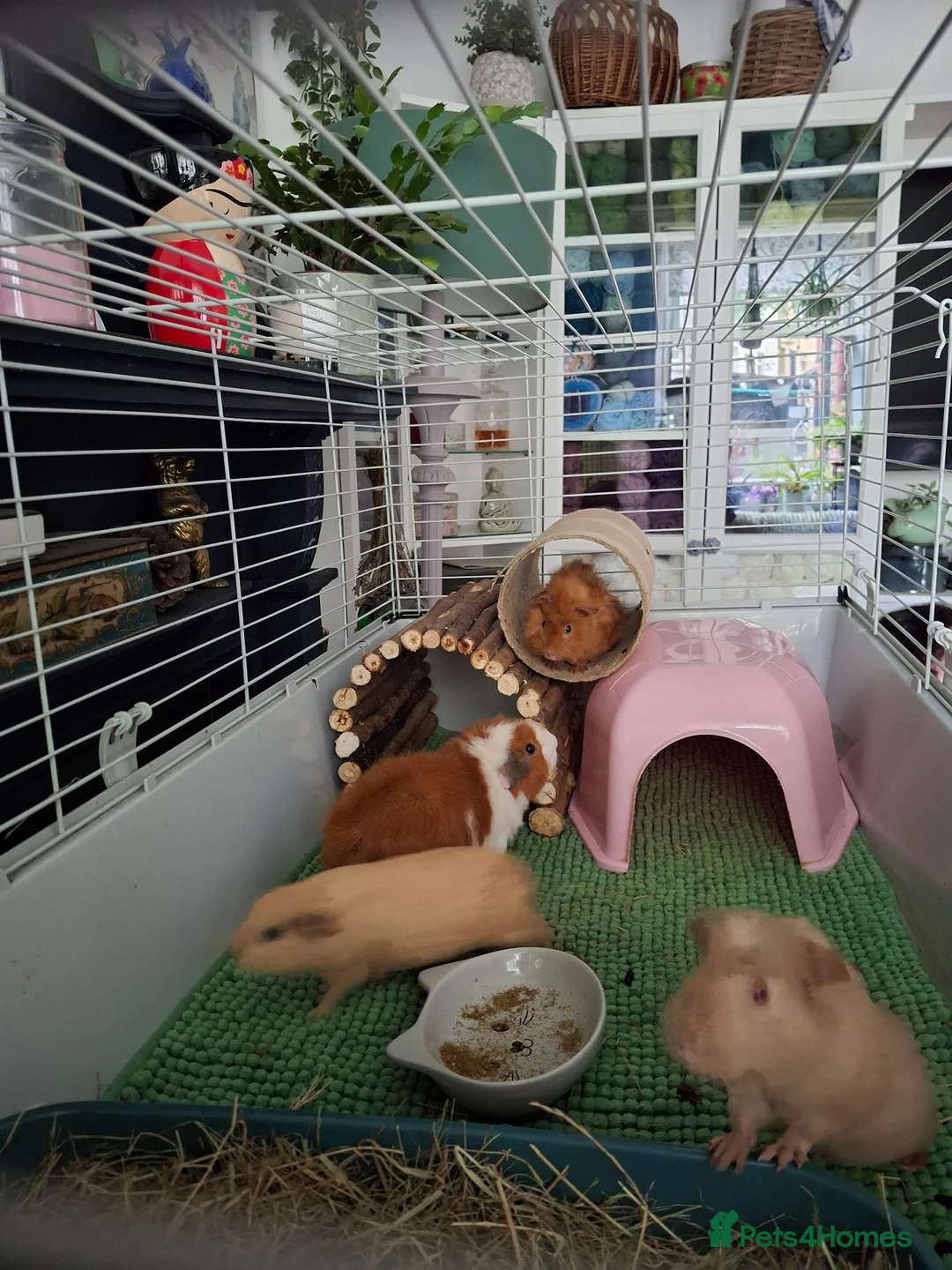 Guinea Pig rodents for sale: 3 female piggies - Advert 2